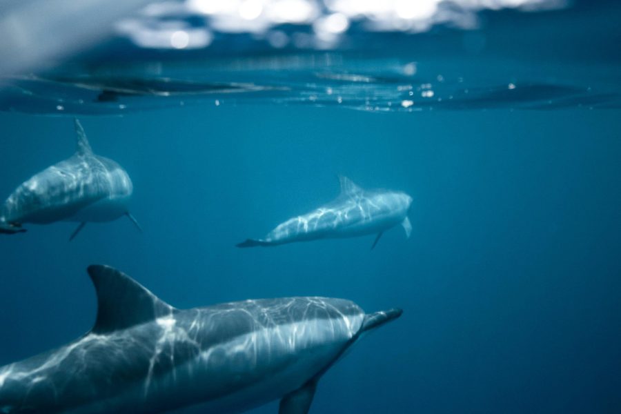 Snorkelers swimming with dolphins during a Red Sea dolphin snorkeling trip in Hurghada
