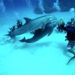 Scuba diving in Hurghada exploring the Red Sea underwater world