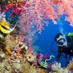 Coral reefs and colorful marine life in the Red Sea, Egypt