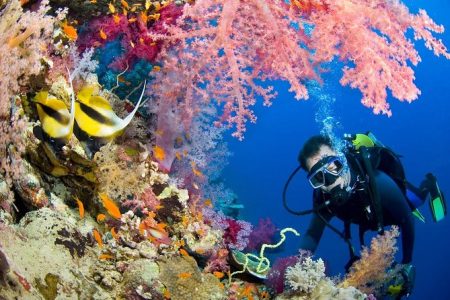 Coral Reefs & Marine Life in Egypt | Red Sea