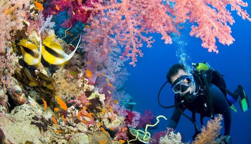 Coral reefs and colorful marine life in the Red Sea, Egypt