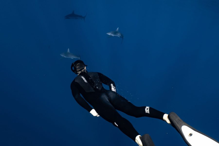 VIP introductory diving with dolphins in Hurghada
