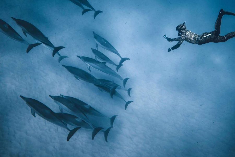 VIP dolphin watching and snorkeling yacht trip in Hurghada at Dolphin House with lunch, fruits, and Red Sea coral reefs