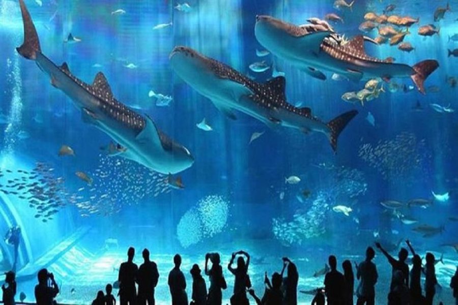 Aquarium for Foreigners Hurghada – visitors exploring marine life and underwater exhibits