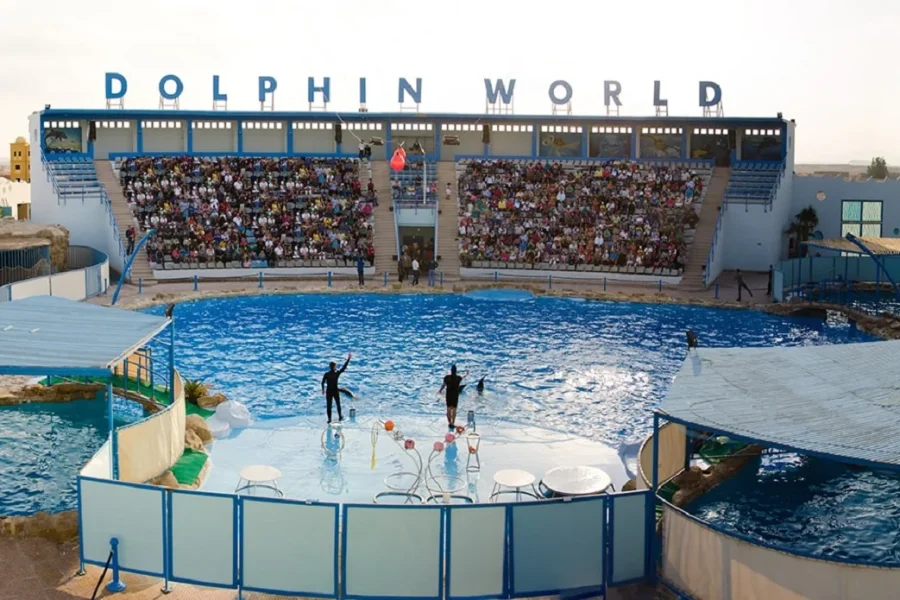 Audience watching dolphin performance show at Dolphin Show Hurghada with trained dolphins jumping in the pool