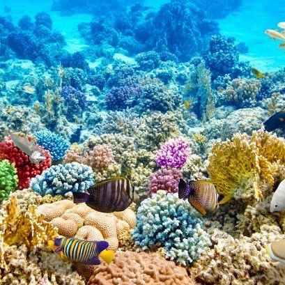 Hurghada: Giftun Island Snorkeling, breakfast& lunch