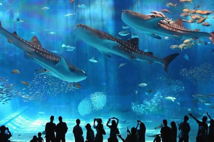Visitors exploring marine life and shark tanks inside Hurghada Grand Aquarium with underwater tunnels and tropical fish displays
