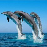 محمية صمداي مرسى علم بيت الدلفين وتجربة السباحة مع الدلافين