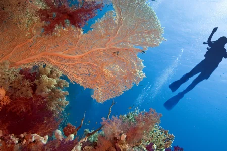 The Best Snorkeling Destinations in the World for Crystal-Clear Waters