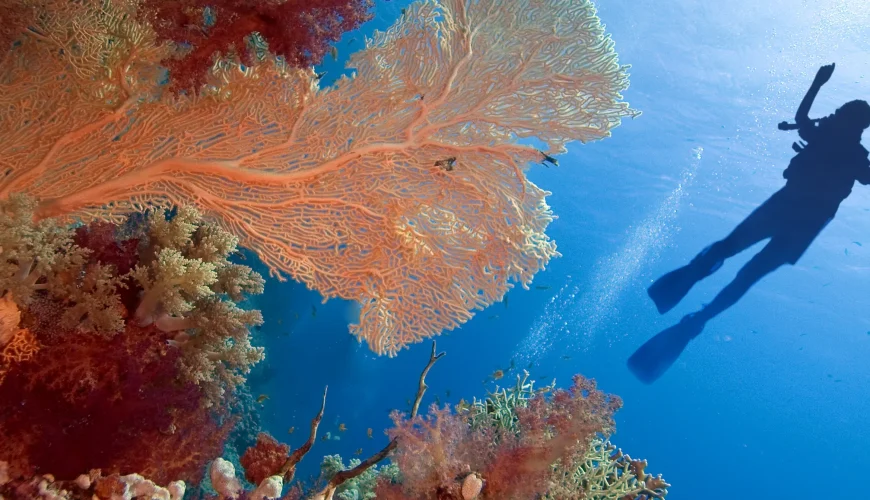 Best snorkeling destinations with crystal-clear waters and vibrant coral reefs