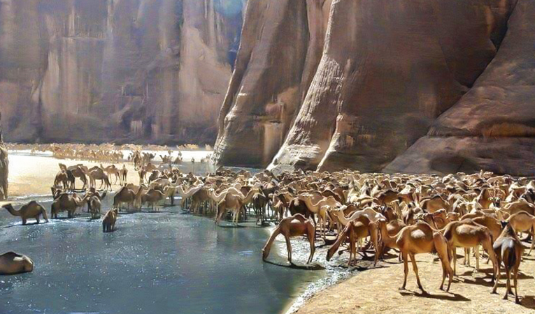 Wadi El Gemal National Park showcasing desert landscapes, wildlife, and coastal beauty in Egypt