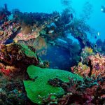Best Diving Destinations in the Red Sea with vibrant coral reefs and marine life