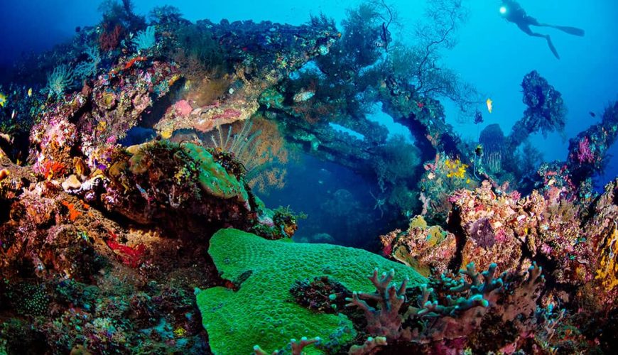 Best Diving Destinations in the Red Sea with vibrant coral reefs and marine life