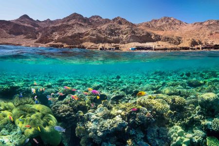 Discover Red Sea Tourism: Diving and Resorts