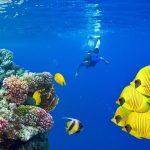 Best Activities in the Red Sea including diving, snorkeling, and coral reef exploration