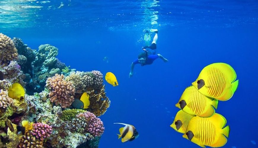 Best Activities in the Red Sea including diving, snorkeling, and coral reef exploration