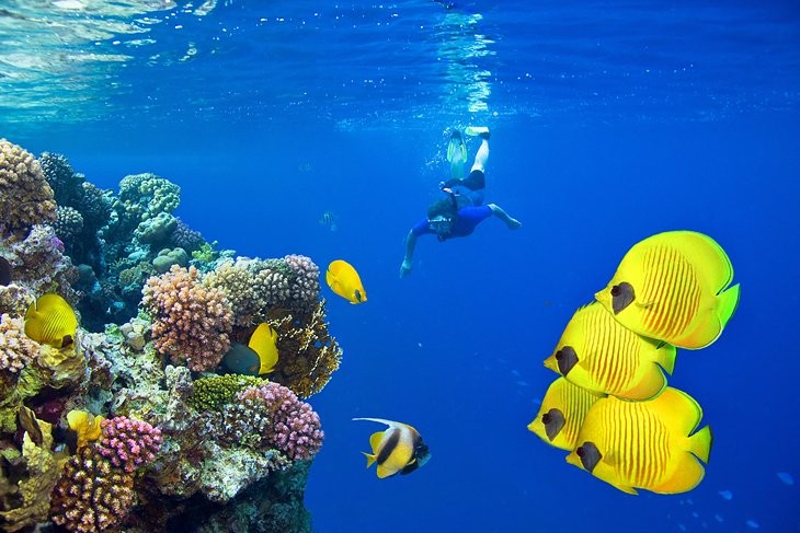 Best Activities in the Red Sea including diving, snorkeling, and coral reef exploration