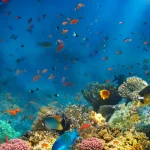 Red Sea fishing trip in Hurghada, Egypt