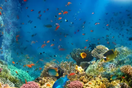 Red Sea Fishing Trips | Best Fishing Tours & Tips in Egypt
