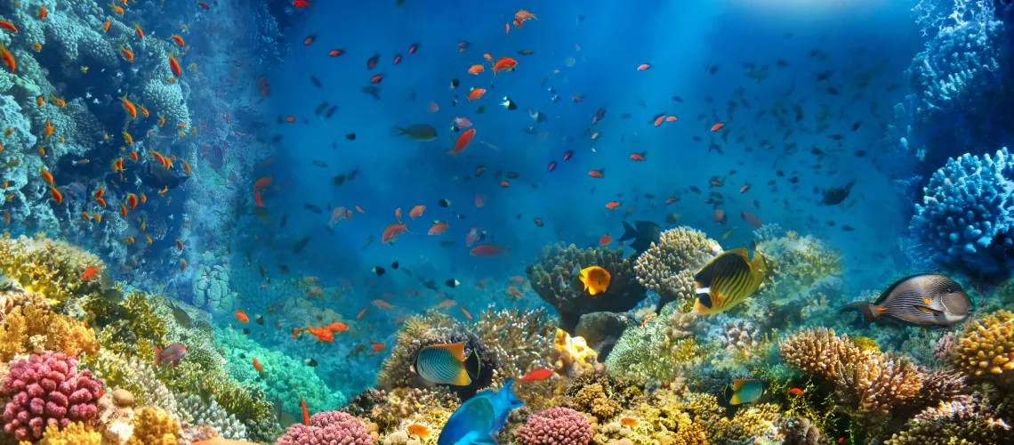 Red Sea fishing trip in Hurghada, Egypt