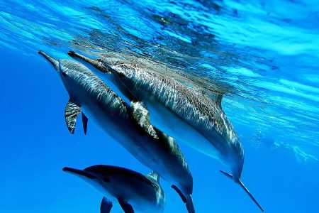 Dolphin House  VIP