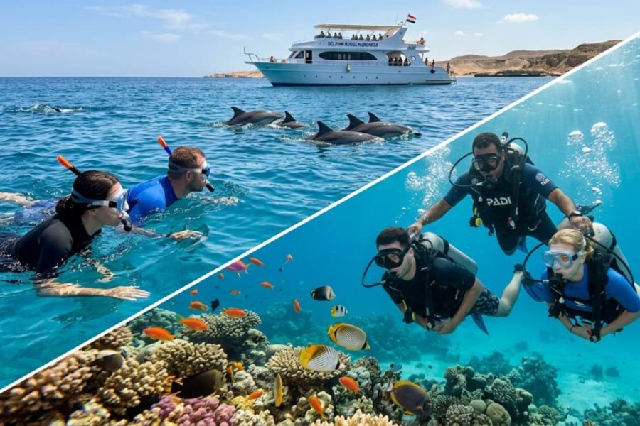 Intro Diving & Dolphin Watching Hurghada: 1 Dive, Snorkeling & Lunch