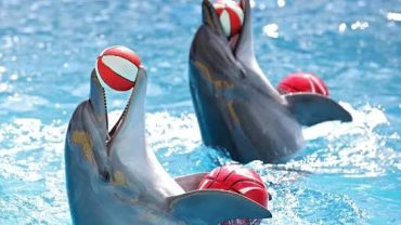 Dolphins swimming in the Red Sea near Hurghada, Egypt