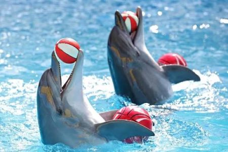 Exploring Dolphin House in Hurghada: What to Anticipate on a Dolphin Adventure