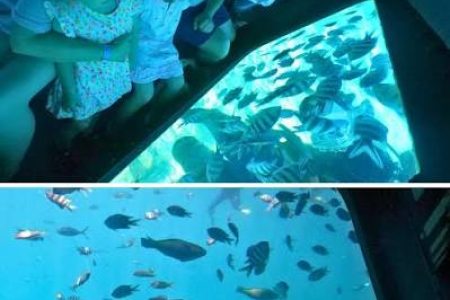 Dolphin House  VIP