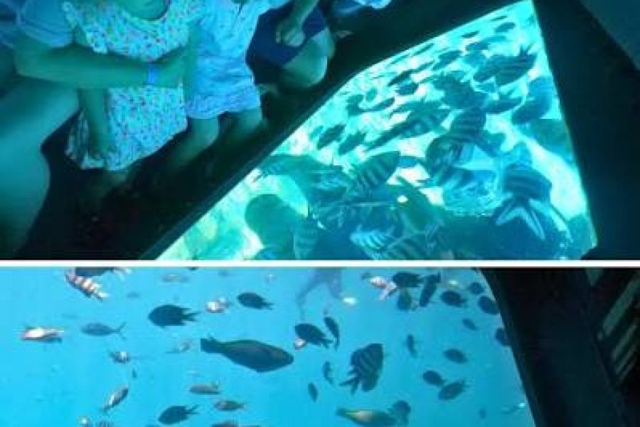 Dolphin House  VIP