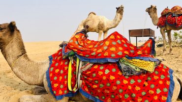 Tourists enjoying a guided camel ride through the desert landscape near Hurghada, Egypt.