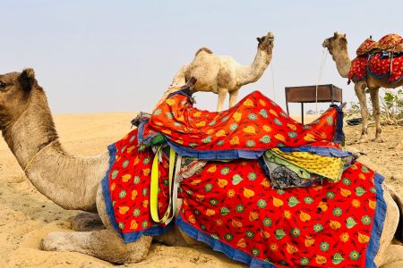 A First-Timer’s Guide to Camel Rides in Hurghada