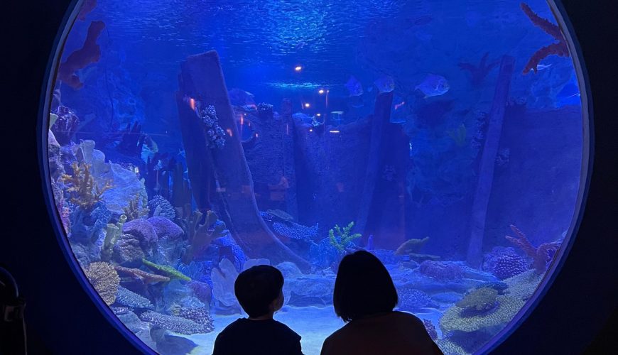 Guests enjoying the Empire and Espictra Tour, combining an underwater panorama experience with snorkeling in the Red Sea.