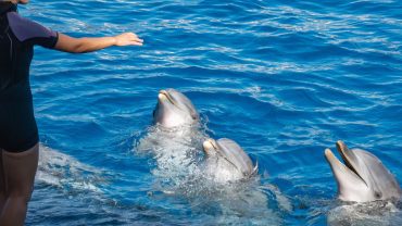 Dolphins jumping and performing during a live dolphin show in Hurghada, Egypt.
