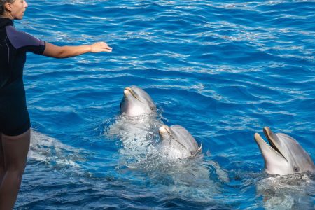 Dolphin Show in Hurghada – A Magical Marine Experience