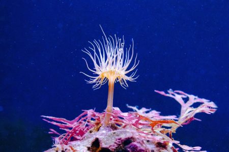 A Guide to the Marine Life of Hurghada