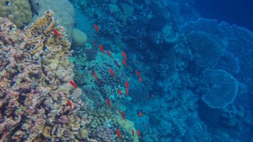 Bunte Korallenriffe und tropische Fische im Roten Meer vor der Küste Ägyptens.