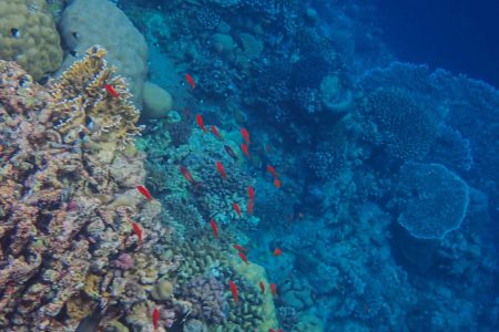 Ägyptens faszinierende Unterwasserwelt: Ein Paradies für Meeresfreunde