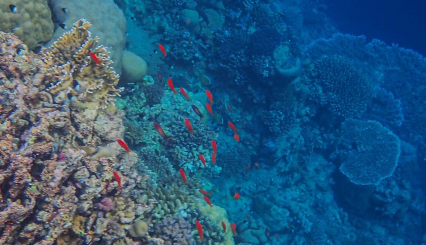 Bunte Korallenriffe und tropische Fische im Roten Meer vor der Küste Ägyptens.