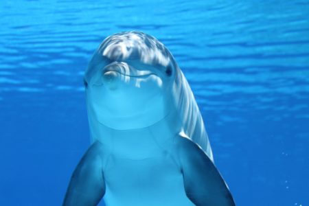 A Day on the Water: Dolphin House, Snorkeling, and Lunch